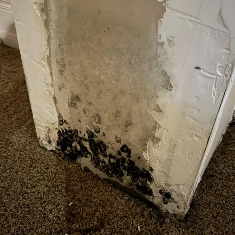 Professional Mold Removal in Grantville, GA
